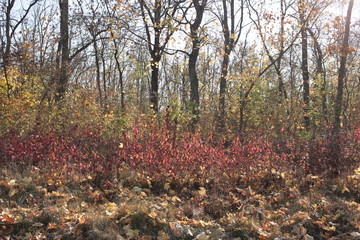 autumn in the park