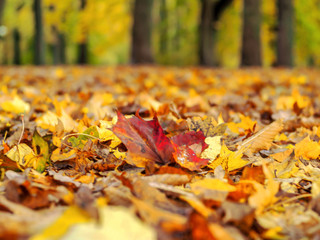 Autumn landscape with road