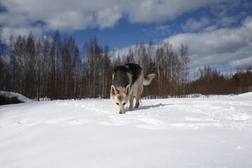 Young Female stray dog in Snow in sunny day