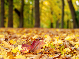 Autumn landscape with road