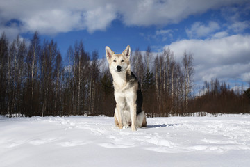 Young Female stray dog in Snow in sunny day