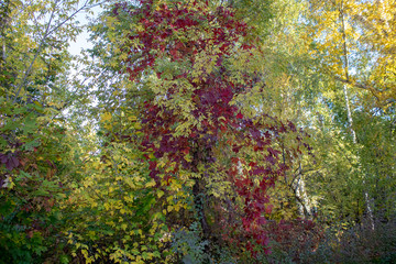 In autumn, wild vine branches with burgundy leaves tightly wound around a tree with still green leaves