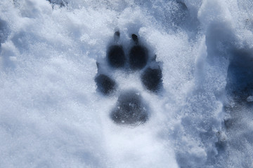 Close up view at footprint pet in the snow