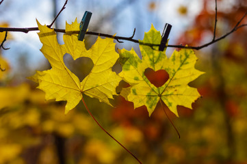 Still life with falling leaves with a heart shape