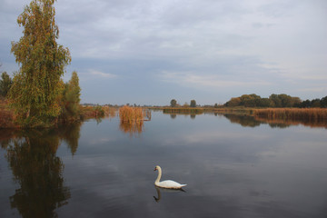 A beautiful white swan floats on a quiet water. Thickets of reeds and trees along the shore. Wild nature. Calming atmosphere