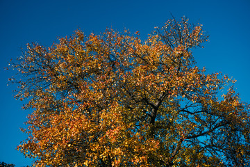 Beautiful landscape with magic autumn trees on a saturated blue sky background on a sunny day. 
