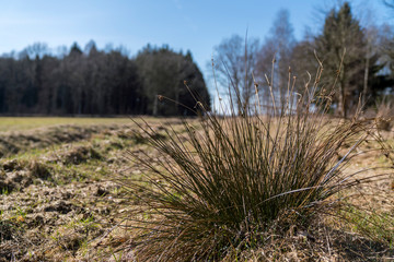 reed meadow with a blue sky