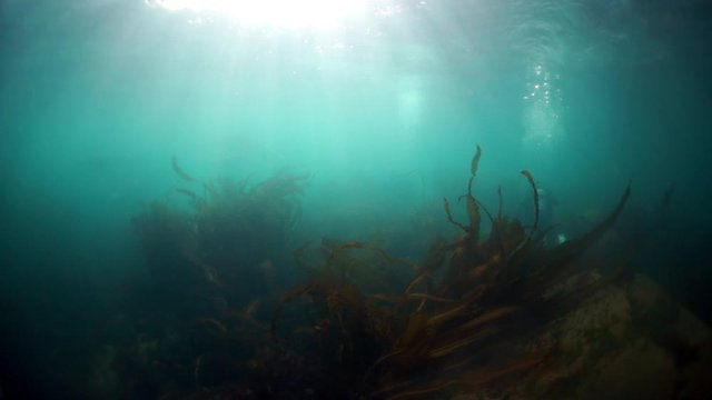 Pinniped animals seals underwater of Sea of Okhotsk. Family of northern sea lion marine mammal animal underwater in muddy cold water wild nature.