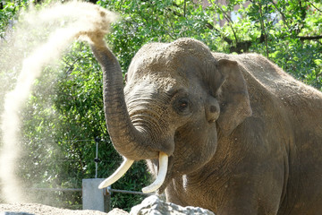 Éléphant d’asie