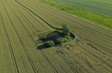 Aerial drone view on green like oasis duck pond with tree and bushes surrounded by wheat fields, hidden from people.