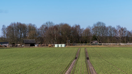  tire marks on a green meadow with blue sky and trees in the backgroung