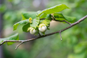 Branch of common hazel (Corylus avellana) with two nuts