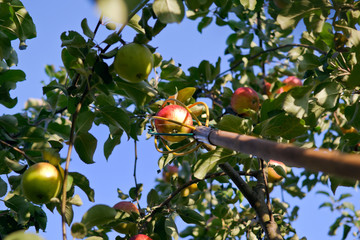 Apple harvesting with fruit picking tool from high tree