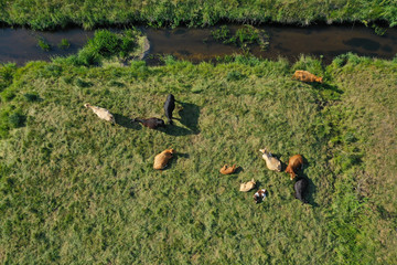 Aerial drone top down view on cows herd with cattle resting on green meadow close to the river. Milk cows pasture in open space