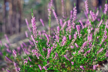 Flowering heather or ling (lat. Calluna vulgaris) in the forest at sunny summer day