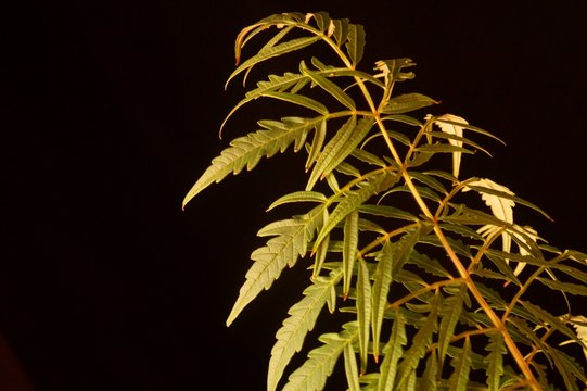 Green leaves of staghorn sumac, rhus typhina