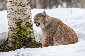 Close up of beautiful linx in winter