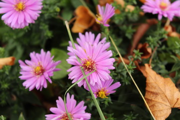 Fototapeta premium flowers in garden - Aster