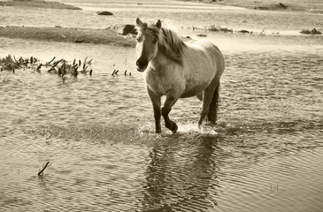 Semi-wild horse konik polski is walking at Engure lake nature park in Latvia. Black and white photo with lite yellow tone. © Julija