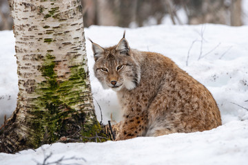 Close up of beautiful linx in winter