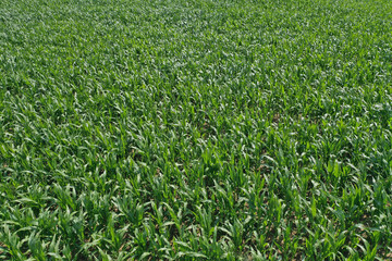 Aerial drone top down view on young green corn plants growing on cornfield.