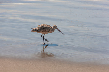  Amerikanische Pfuhlschnepfeam Strand von Morro Bay in kalifornien