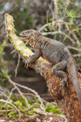 Fototapeta premium Galapagos Land Iguana by eating plant on North Seymour Island Galapagos Islands. Amazing animals and wildlife on Galapagos Islands, Ecuador. From Galapagos cruise ship tour.