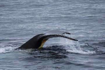 queue de baleine &agrave; bosse en antarctique