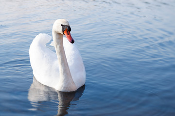 Obraz premium Single white swan on the lake