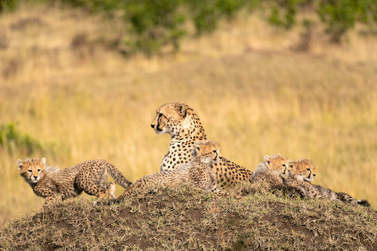 Cheetah sitting on a large termite mound surrounded by her cubs.  Image taken in the Maasai Mara, Kenya.
