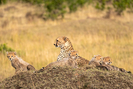 Mother cheetah lying on a large mound surrounded by her tiny cubs.  Image taken in the Maasai Mara, Kenya.