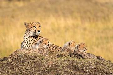 Mother cheetah lying on a large mound surrounded by her tiny cubs.  Image taken in the Maasai Mara,...