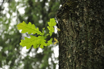 Oak leaves on a blurred background