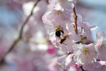 Sakura cherry blossom branch and bumblebee