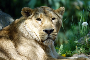 regard d'une lionne