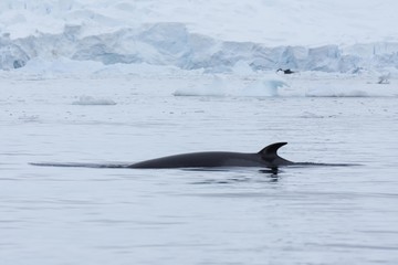 rorqual commun antarctique © Stéphane
