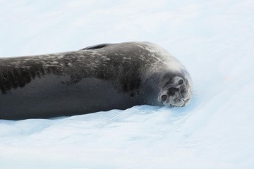 phoque en antarctique