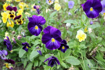 flowers pansies in the garden
