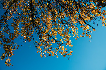Beautiful landscape with magic autumn trees on a saturated blue sky background on a sunny day. 