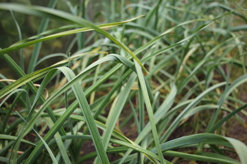 Stem of fresh garlic in the garden