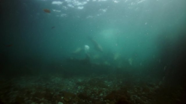 Family of seals underwater of Sea of Okhotsk. Group of northern sea lion marine mammal animal underwater in muddy cold water wild nature. Concept of pinniped animals underwater.