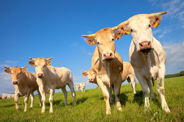 Naklejka na ściany i meble Vache de arce à viande sur paysage de campagne