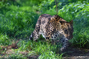 Démarche de panthère