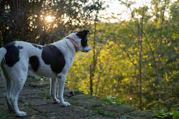 Black and White Dog guarding the garden at sunset