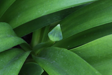 Agapanthe, bourgeon floral