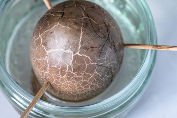 Avocado seed in water for germination