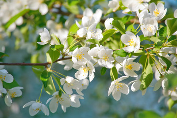 Blooming apple tree branch with white gentle flowers at sunny spring day