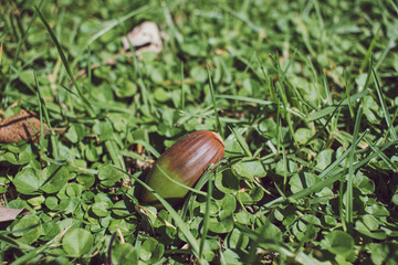 two-color acorn on ground grass