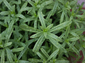 background of green leaves