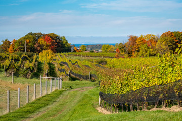 Fototapeta premium Niagara Region Vineyard Landscape and Distant Toronto Skyline